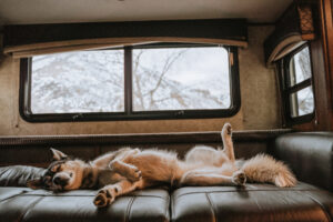Read more about the article RVing is for the Dogs: A Pet-Friendly Approach